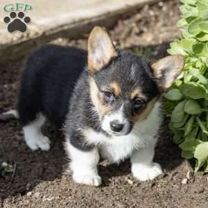 Adrien, Pembroke Welsh Corgi Puppy